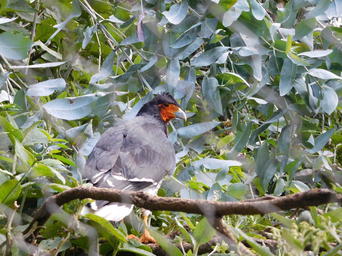 Carunculated Caracara
