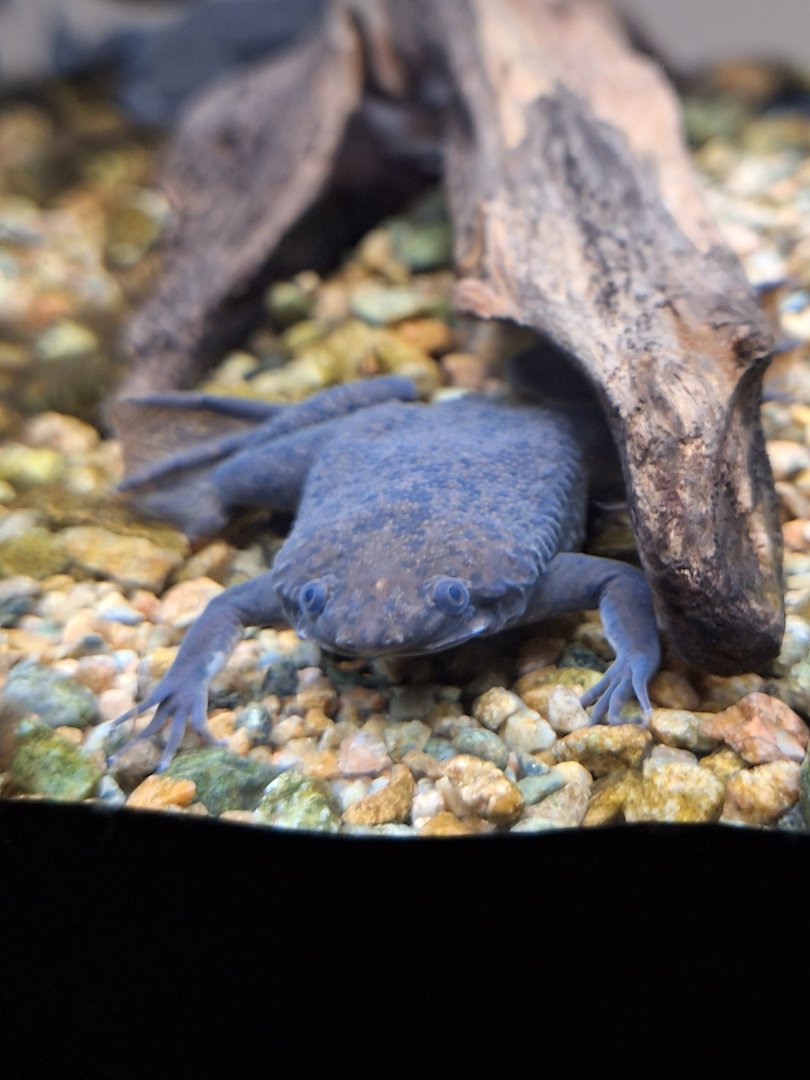 Carvalho's Surinam Toad (Pipa carvalhoi) - Uozu Aquarium