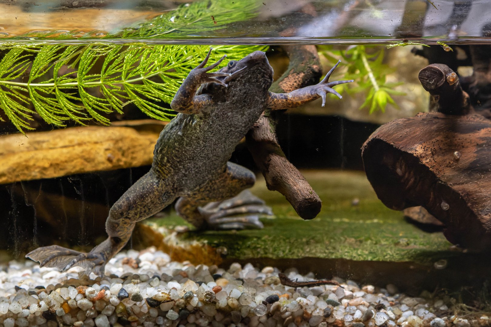 Carvalho's Surinam toad (Pipa carvalhoi)