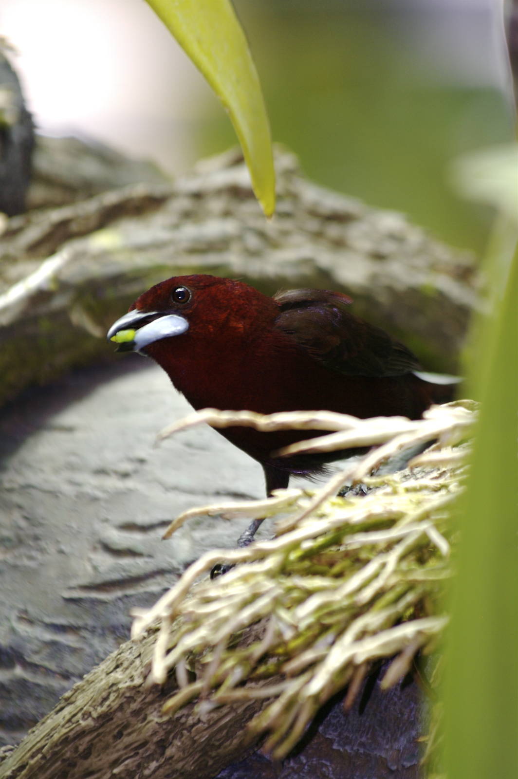 CAS Biosphere Photos- Tanagers, etc