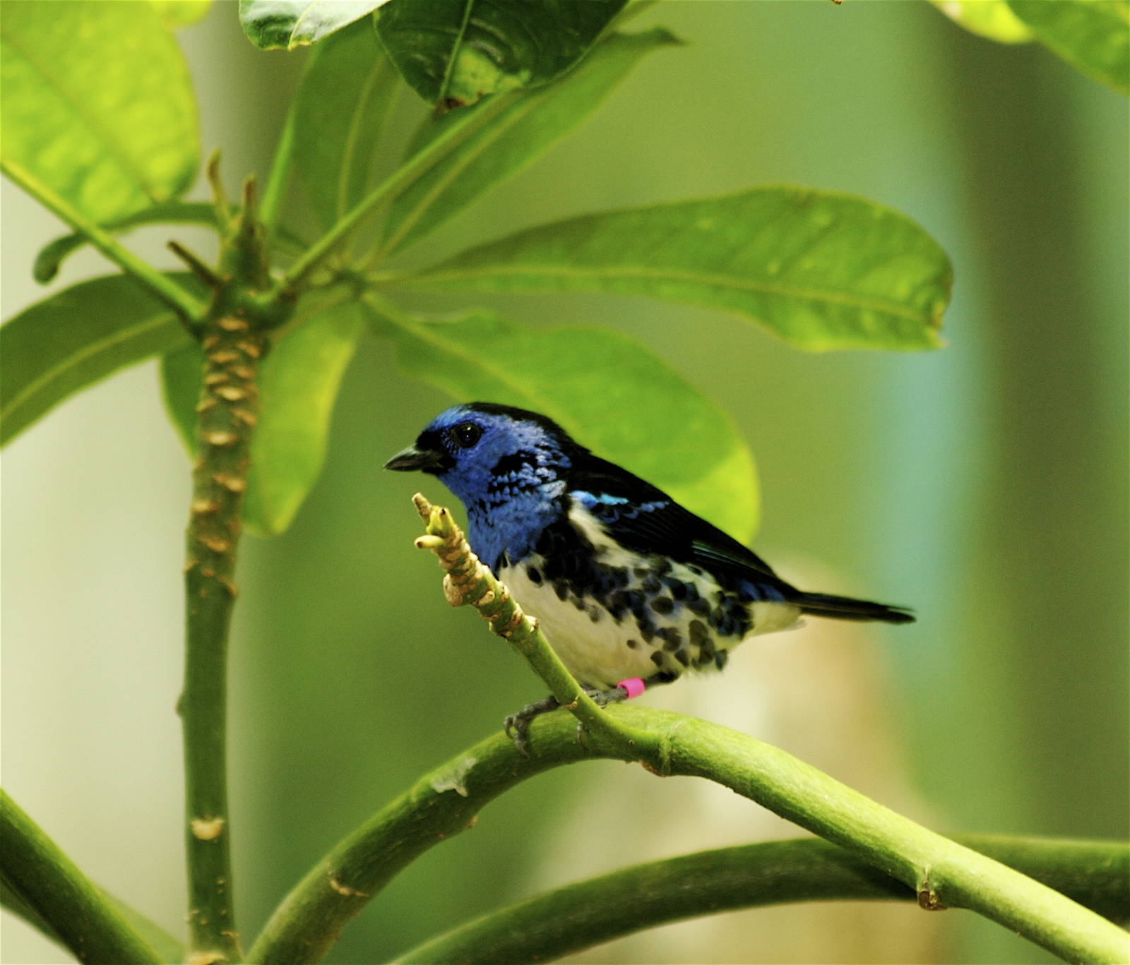 CAS Biosphere Photos- Tanagers, etc