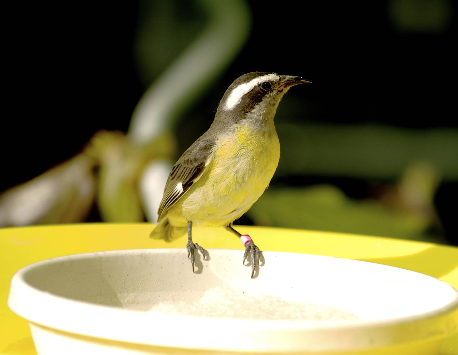 CAS Biosphere Photos- Tanagers, etc