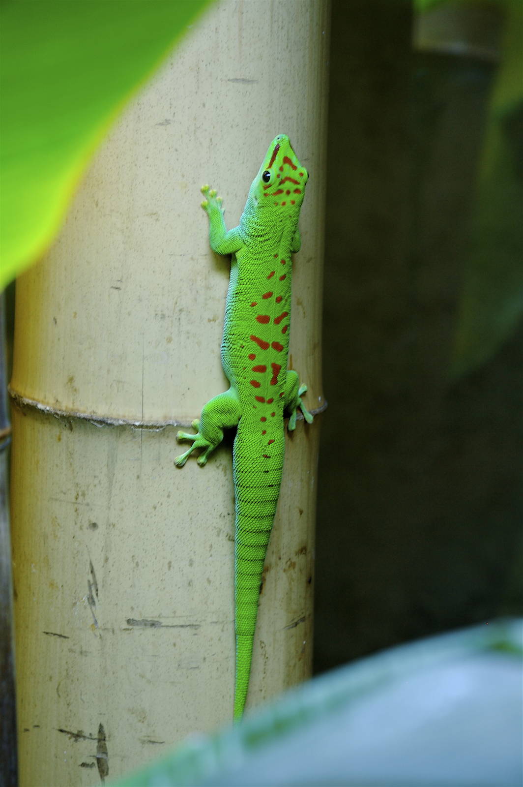 CAS Biosphere Photos- Tanagers, etc