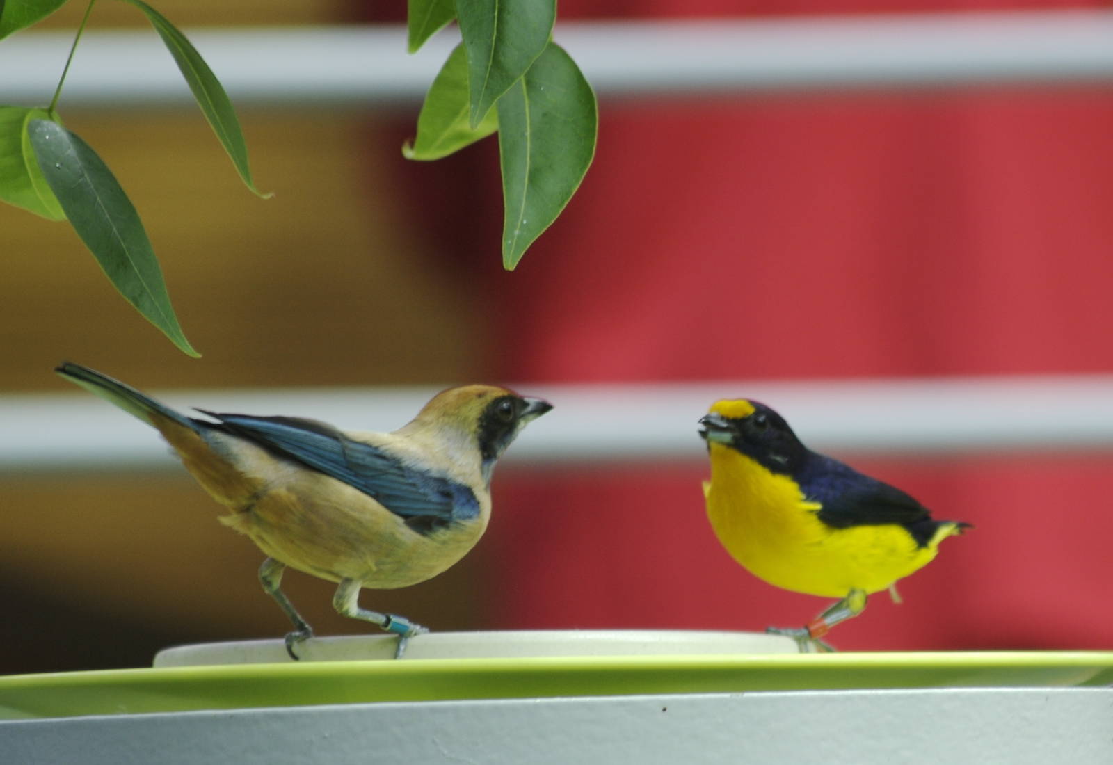 CAS Biosphere Photos- Tanagers, etc