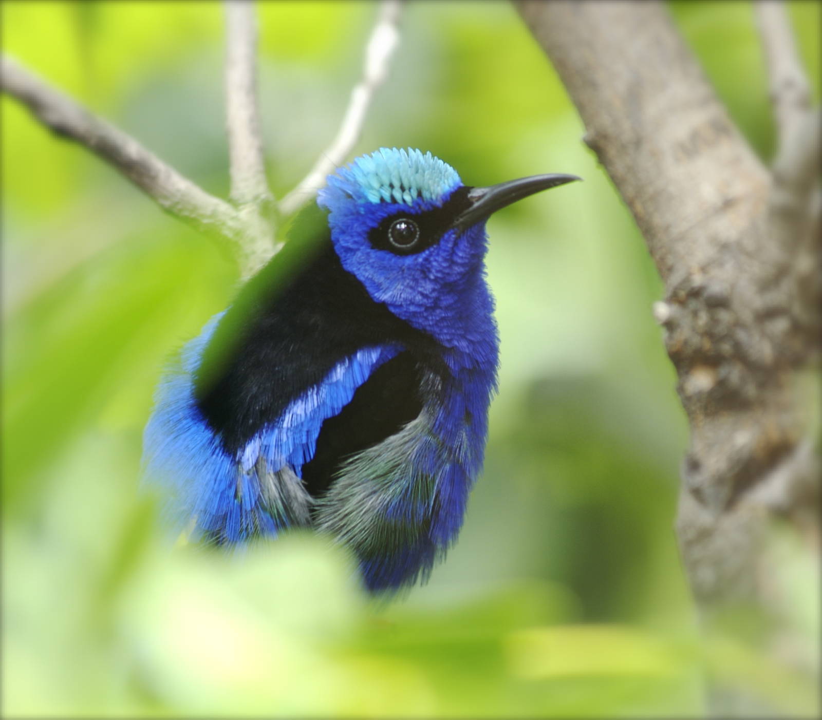 CAS Biosphere Photos- Tanagers, etc