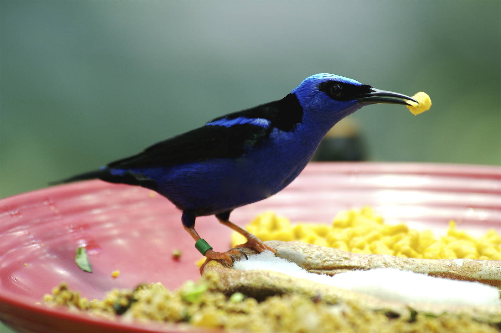 CAS Biosphere Photos- Tanagers, etc