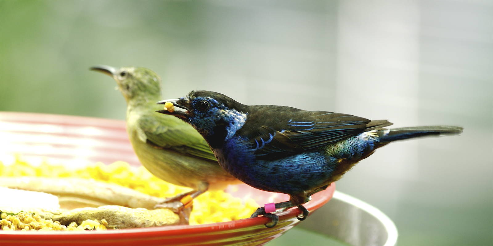 CAS Biosphere Photos- Tanagers, etc