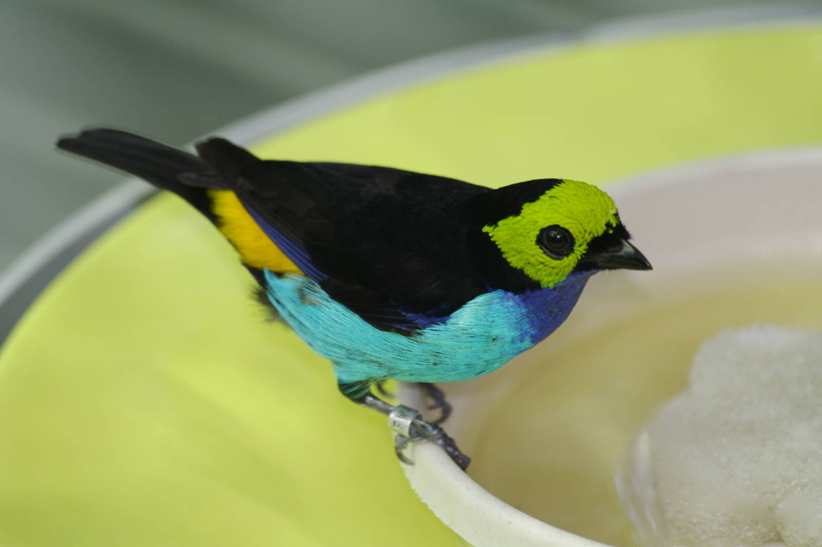 CAS Biosphere Photos- Tanagers, etc
