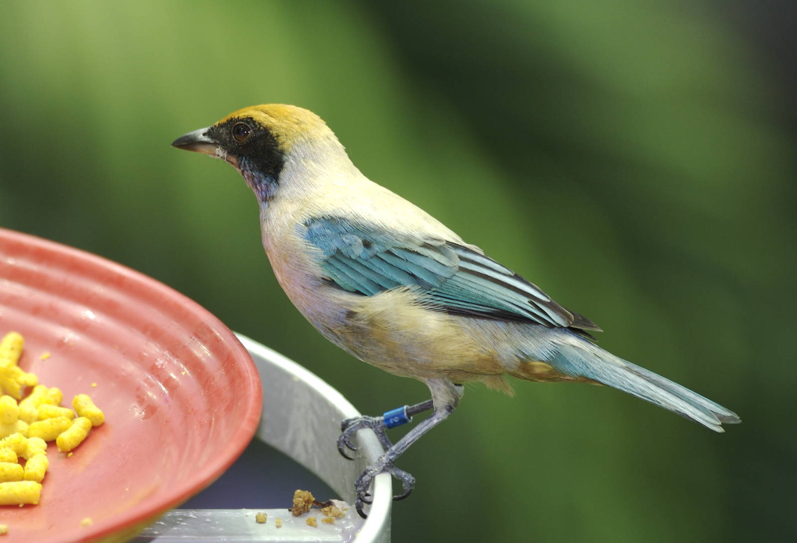 CAS Biosphere Photos- Tanagers, etc