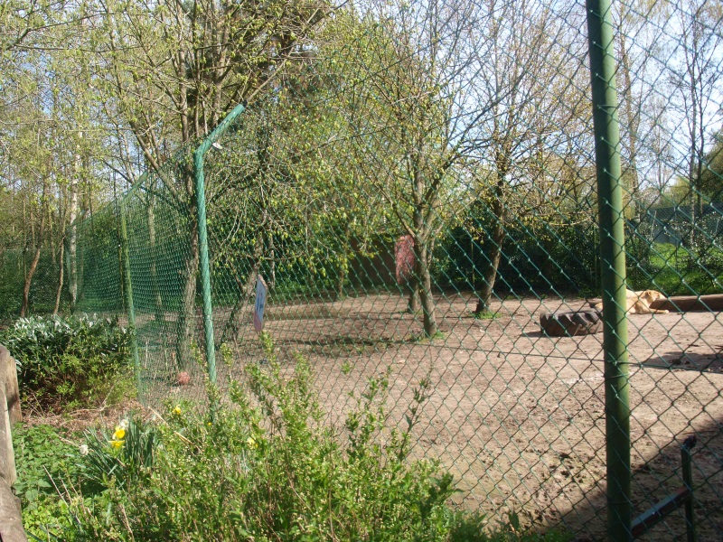Casa Panthera - white lion enclosure (April 19th, 2015)