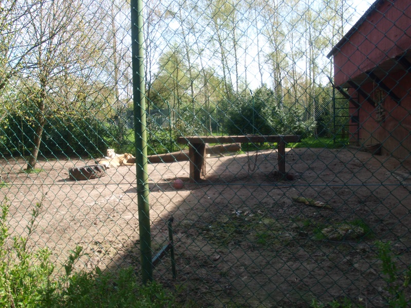 Casa Panthera - white lion enclosure (April 19th, 2015)
