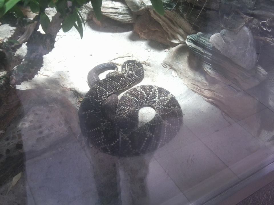 Cascabel rattlesnake (South American rattlesnake)