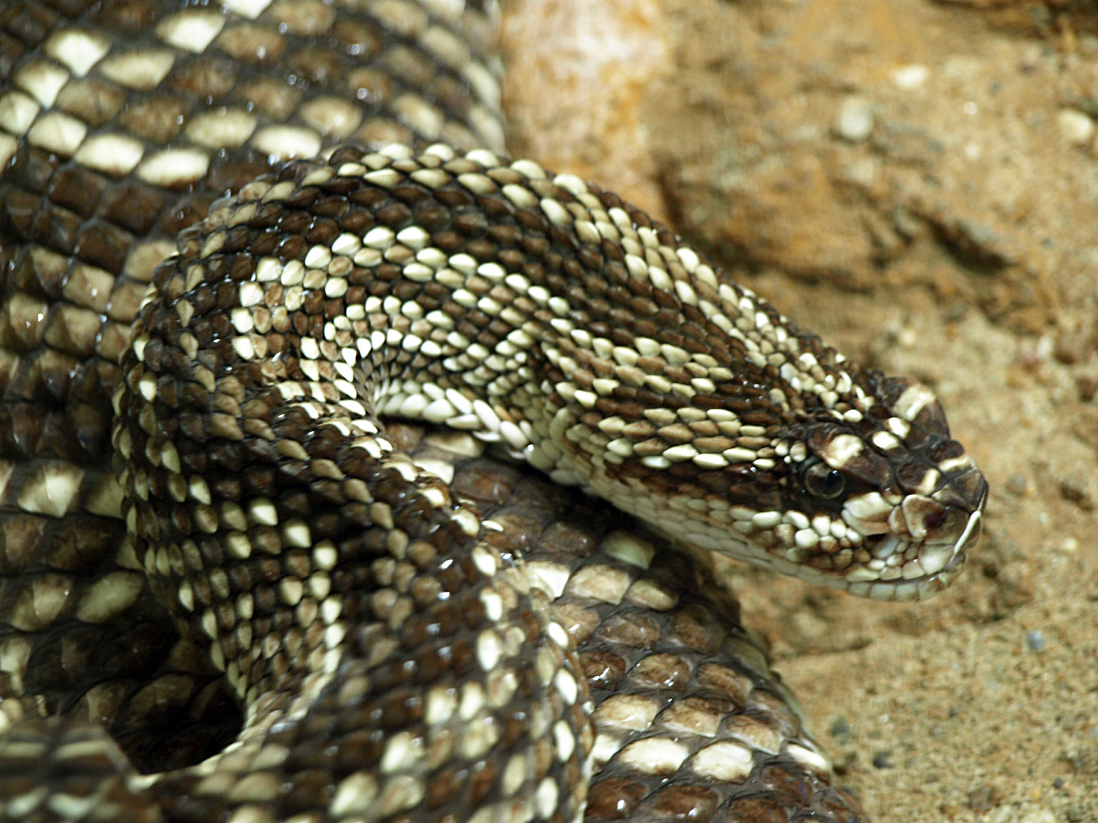 Cascabel rattlesnake