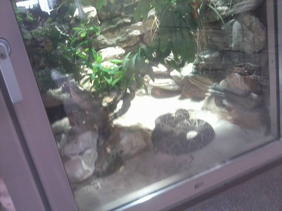 Cascabel rattlesnake