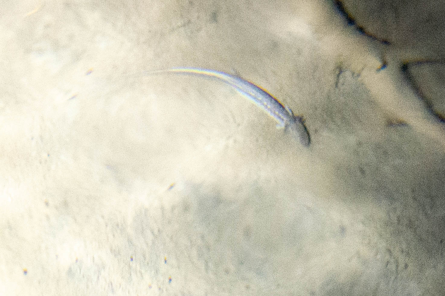 Cascade Caverns Salamander- Eurycea latitans