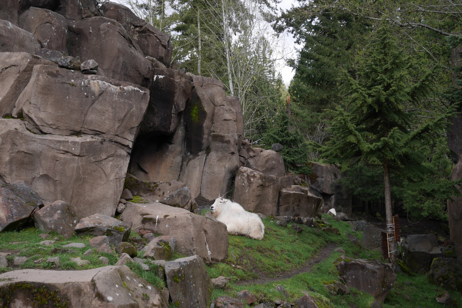 Cascade Crest - My First US Zoo Trip
