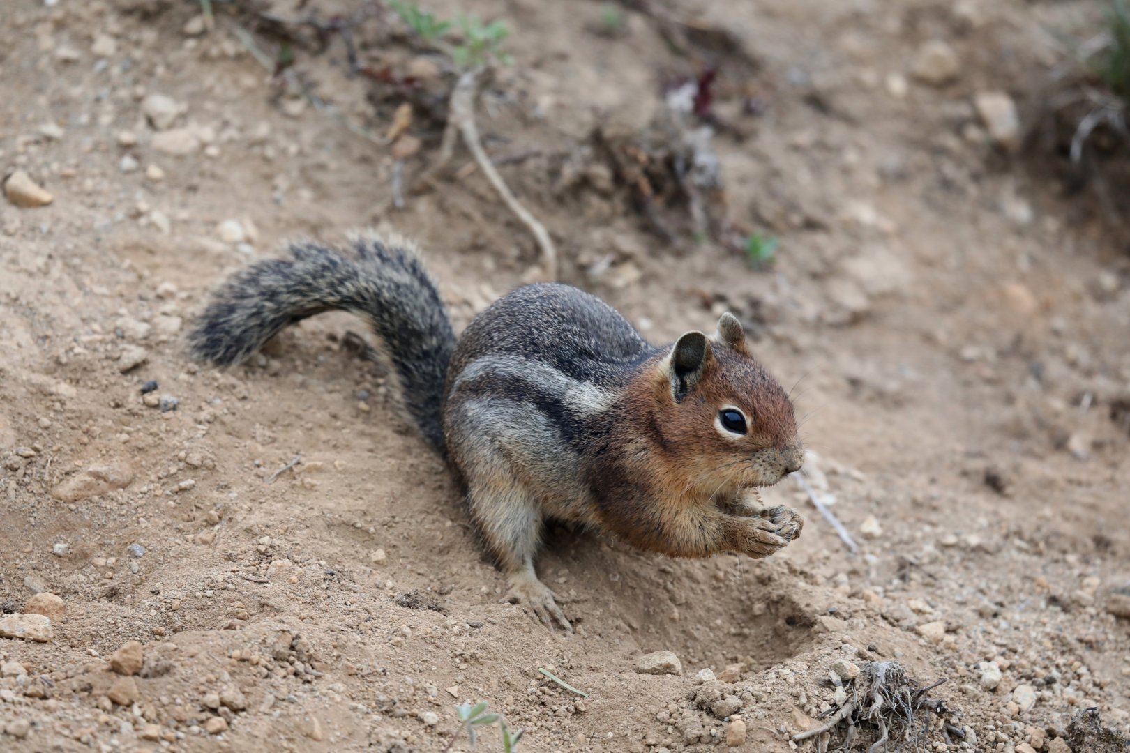 Cascade Golden-mantled Ground Squirrel (Callospermophilus saturatus)