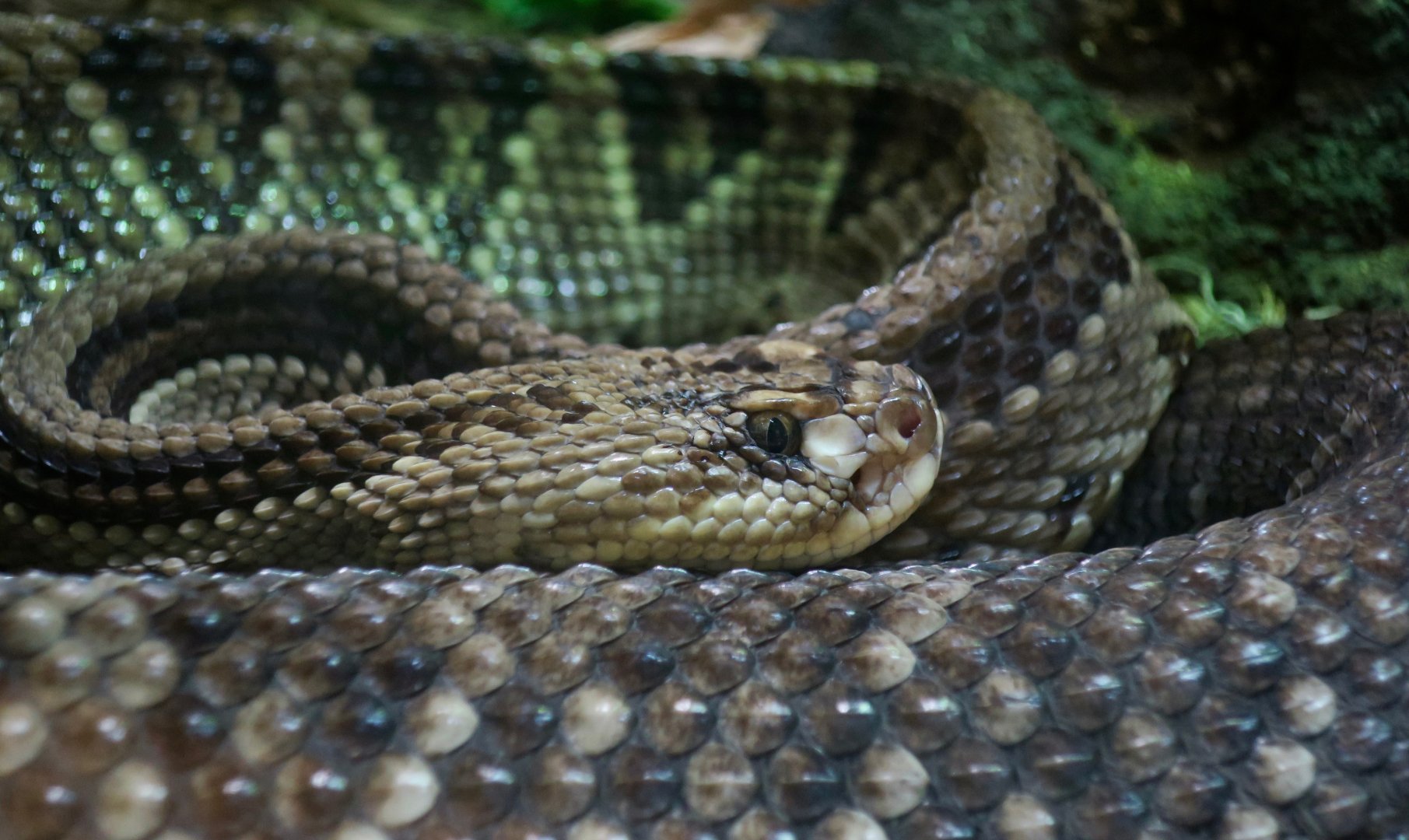 Cascavel (Crotalus durissus terrificus)