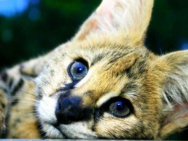 Cash the Serval, Night Safari