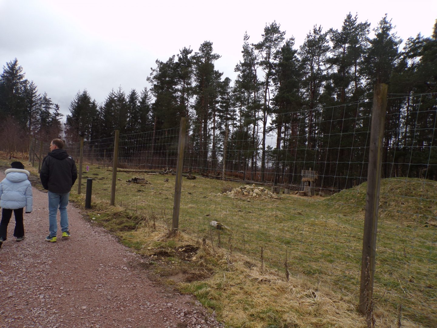 Cashmere goat enclosure 5.4.24