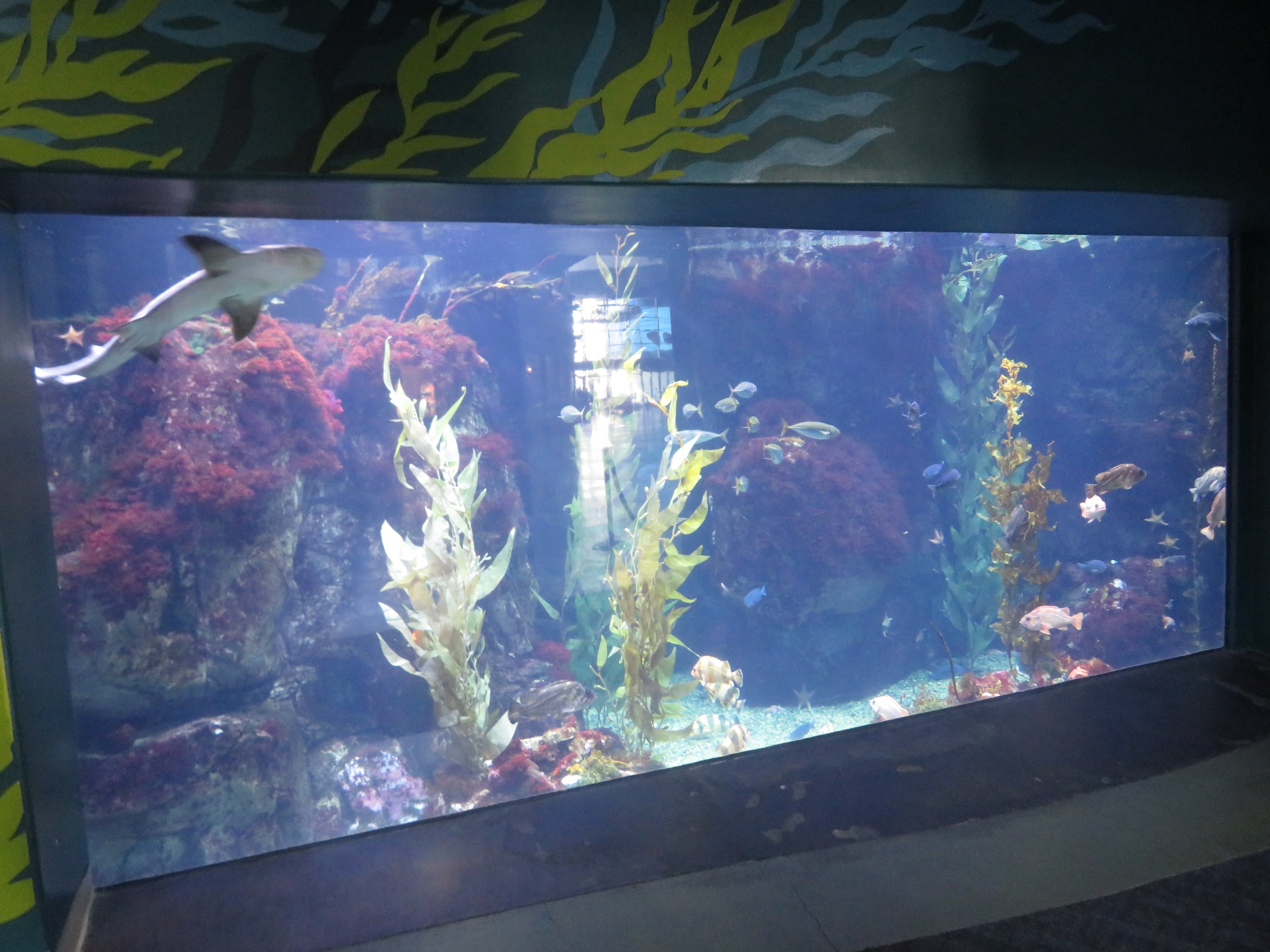 Casino Point Tank