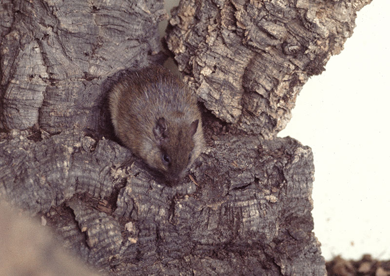 Casiragua at Kilverstone 1977