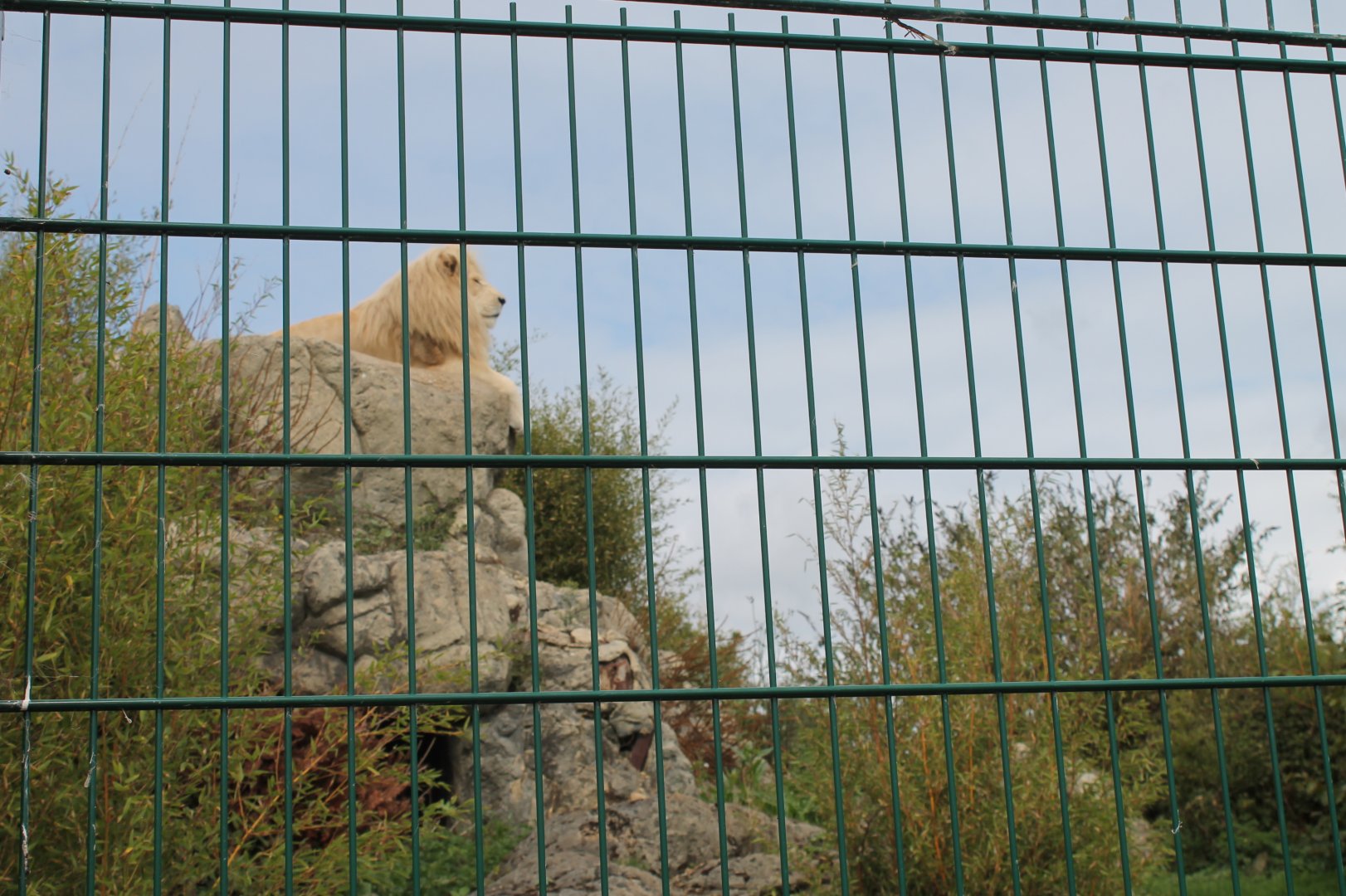 Caspar the White Lion