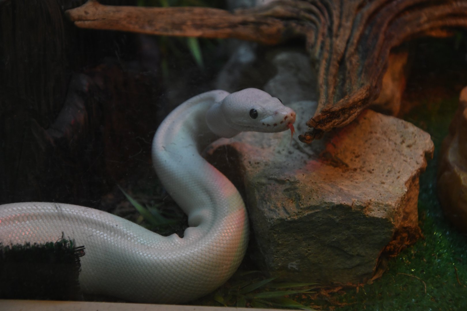 Casper, Leucistic Ball Python
