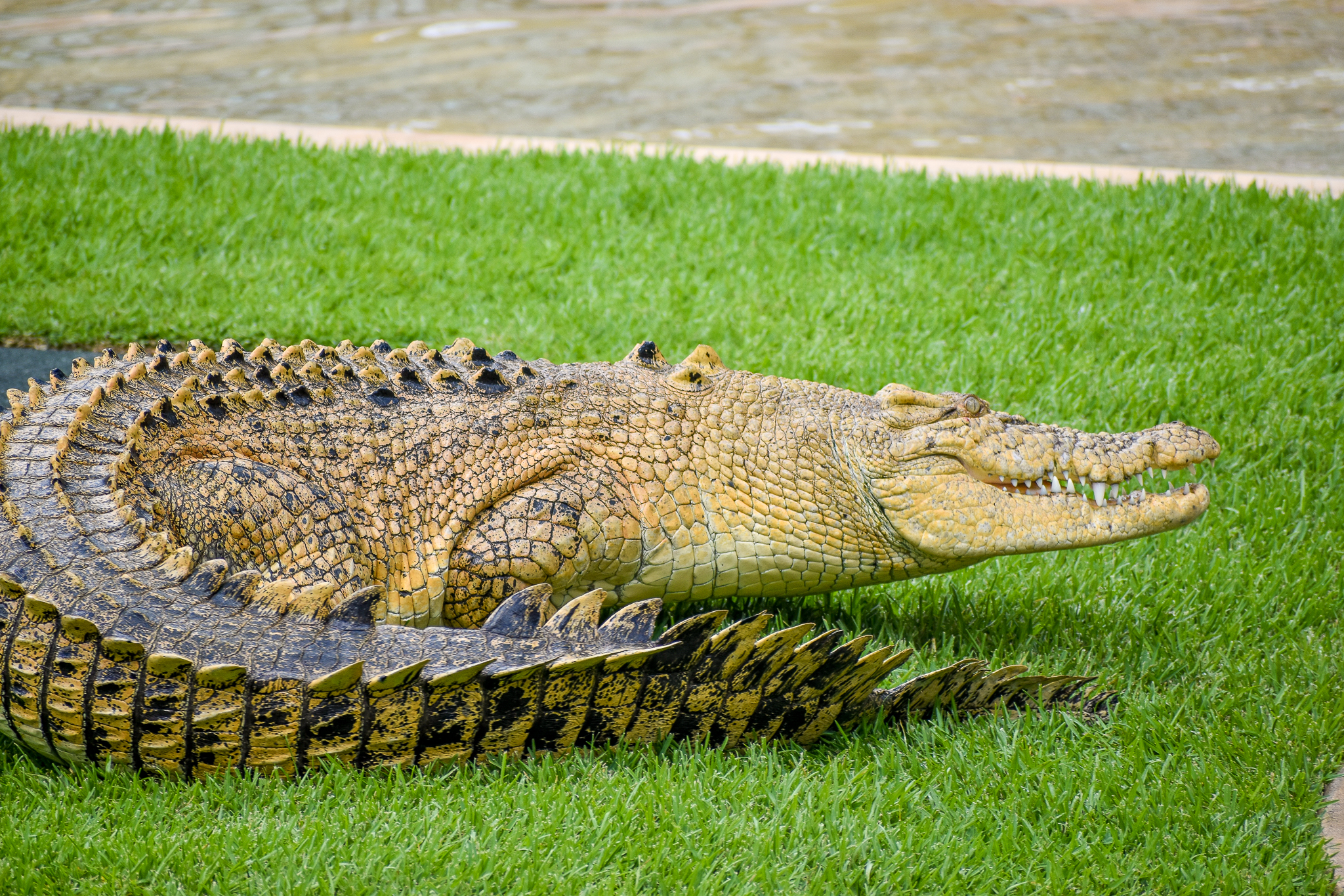 Casper, leucistic Saltwater Crocodile (Crocodylus porosus)