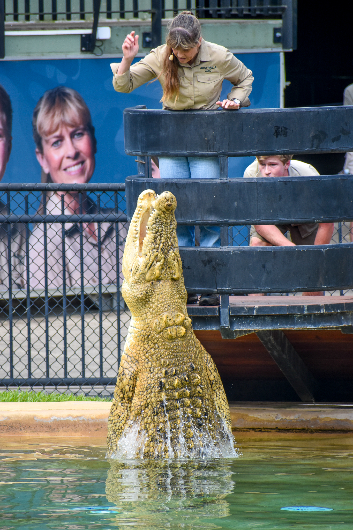 Casper, leucistic Saltwater Crocodile (Crocodylus porosus)