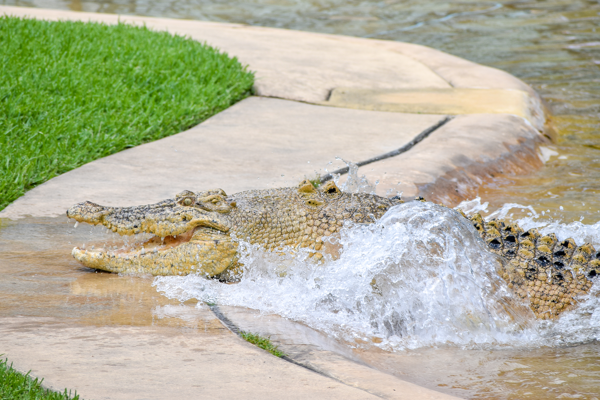 Casper, leucistic Saltwater Crocodile (Crocodylus porosus)