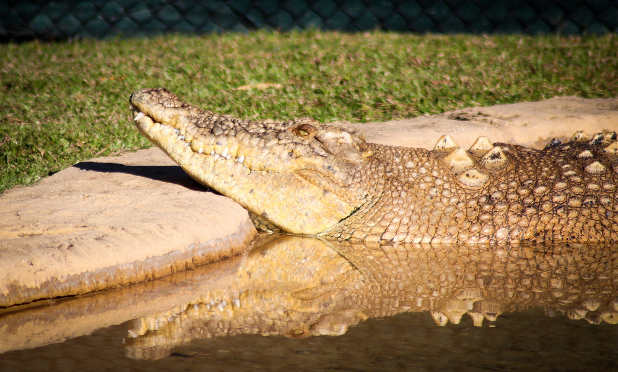 Casper the Leucistic Crocodile (Crocodylus porosus)