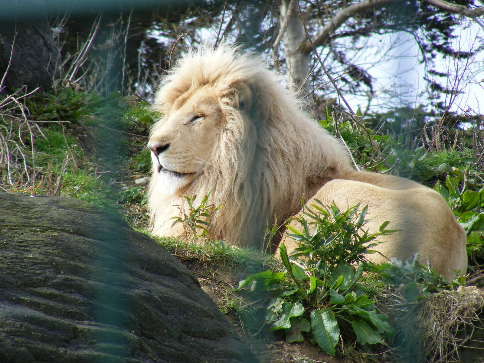 Casper the white African lion at Isle of Wight Zoo, 5 April 2010