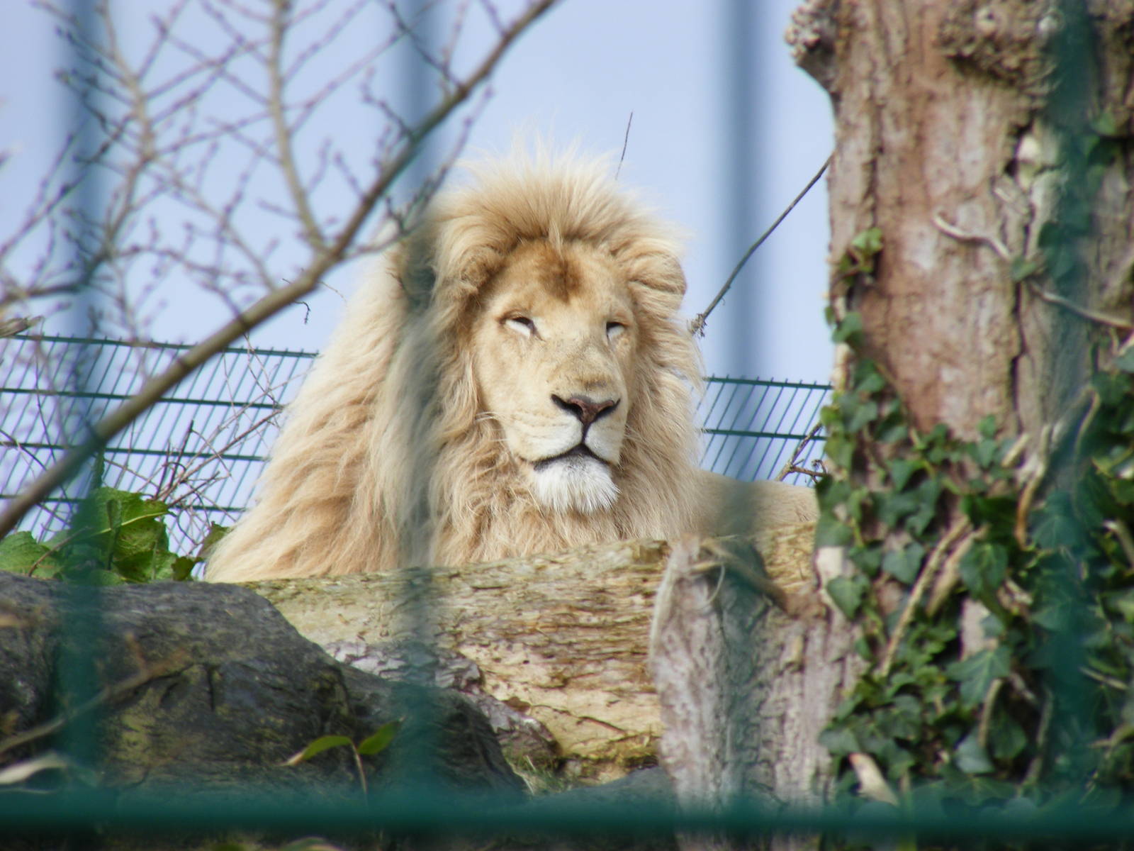 Casper the white African lion at Isle of Wight Zoo, 5 April 2010