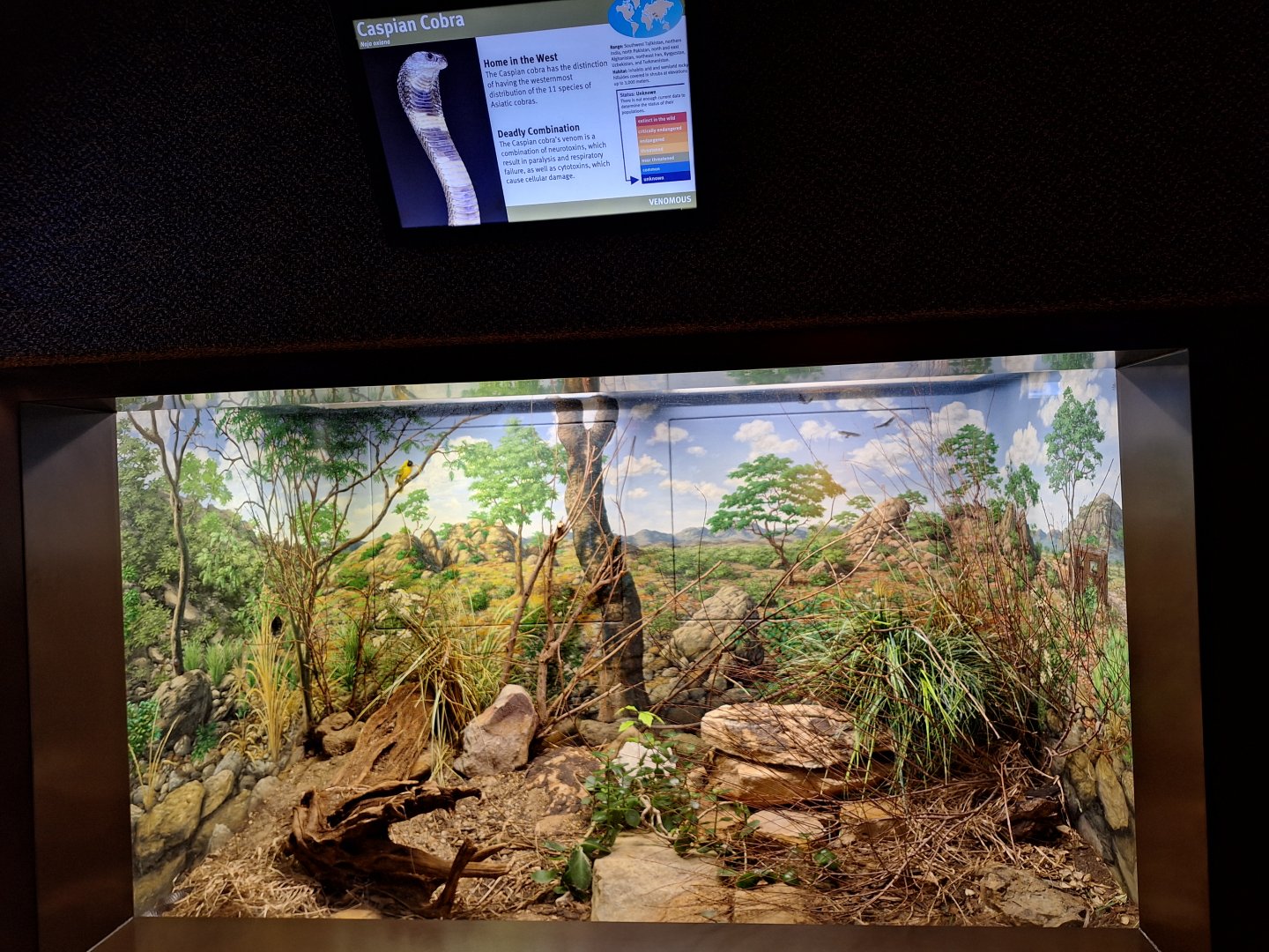 Caspian Cobra enclosure