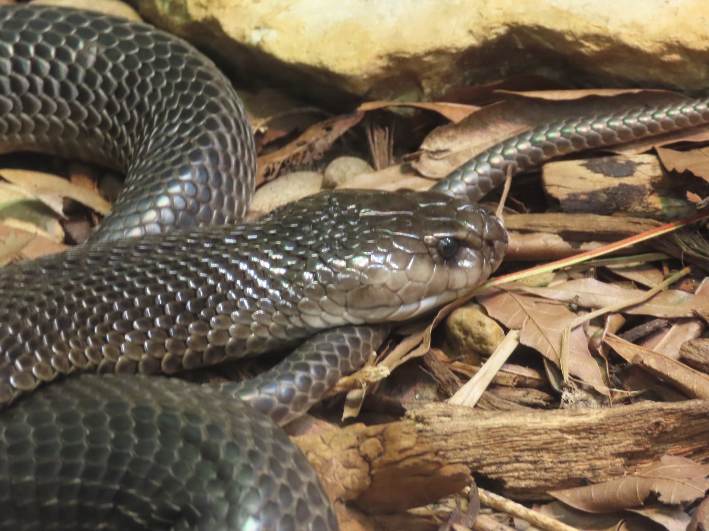 Caspian Cobra (Naja oxiana)