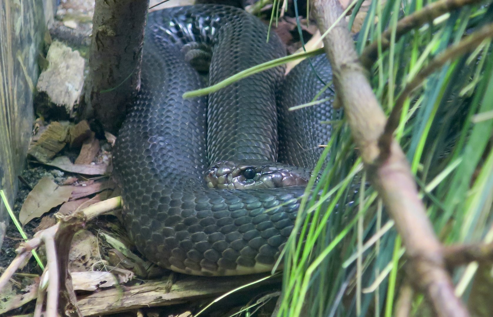 Caspian Cobra (Naja oxiana)