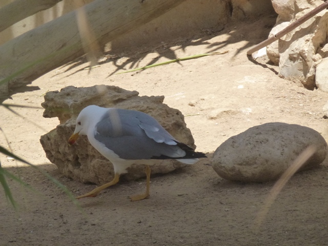 Caspian Gull 25.4.13