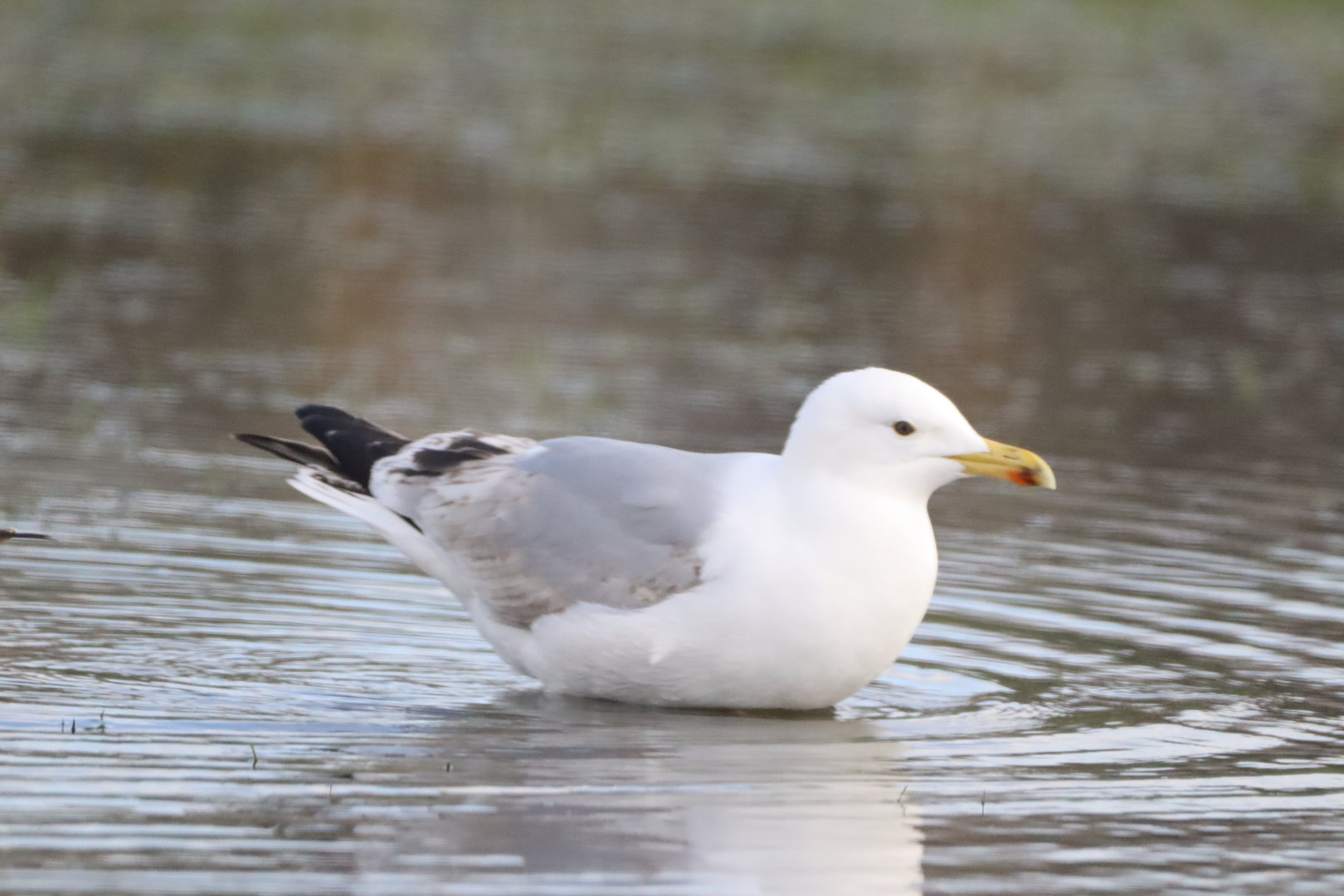 Caspian Gull (Larus cachinnans)