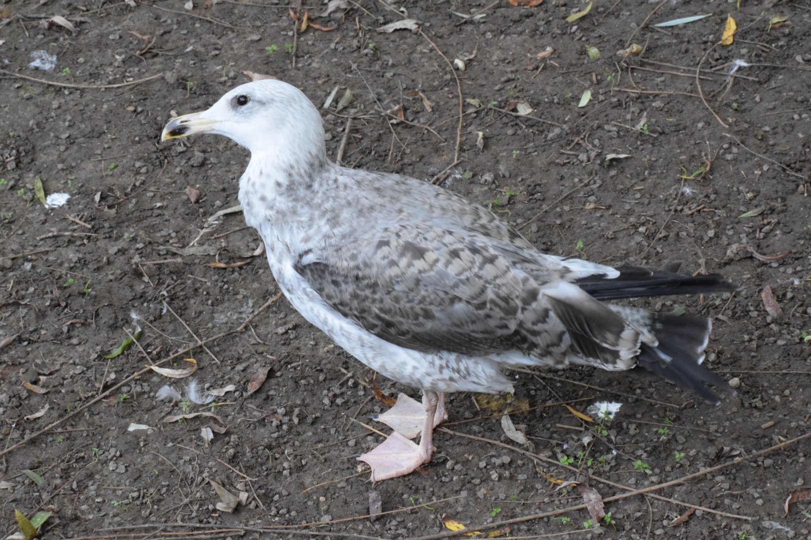 Caspian gull