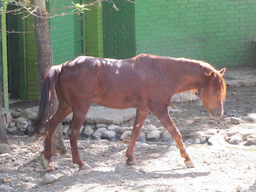 Caspian Horse 2