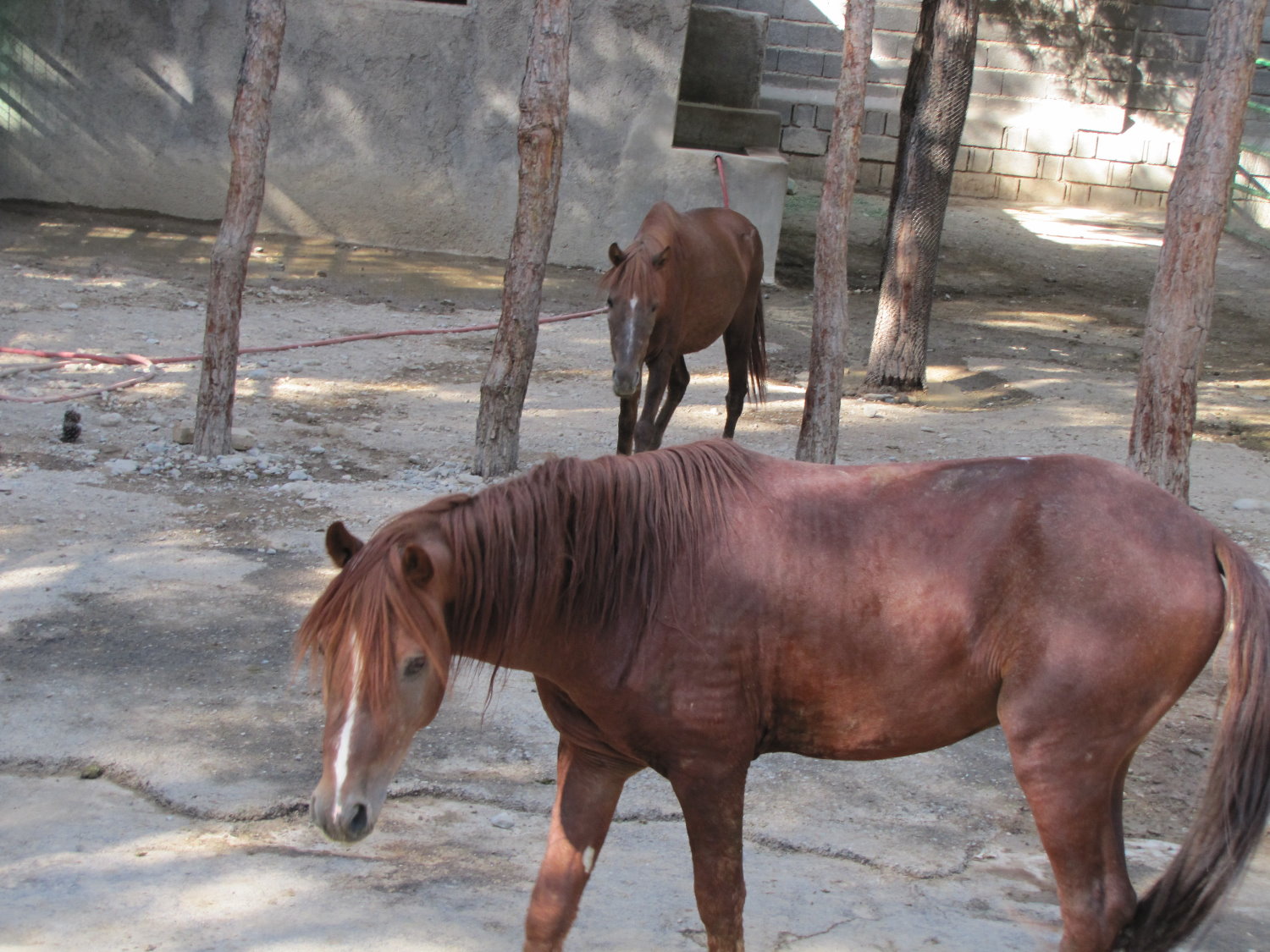 caspian horse(tehran zoo)