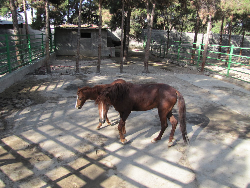 Caspian horse(tehran zoo)