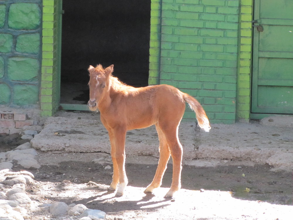 Caspian Horse