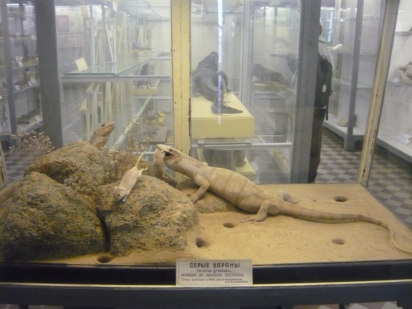 Caspian monitors and gerbils