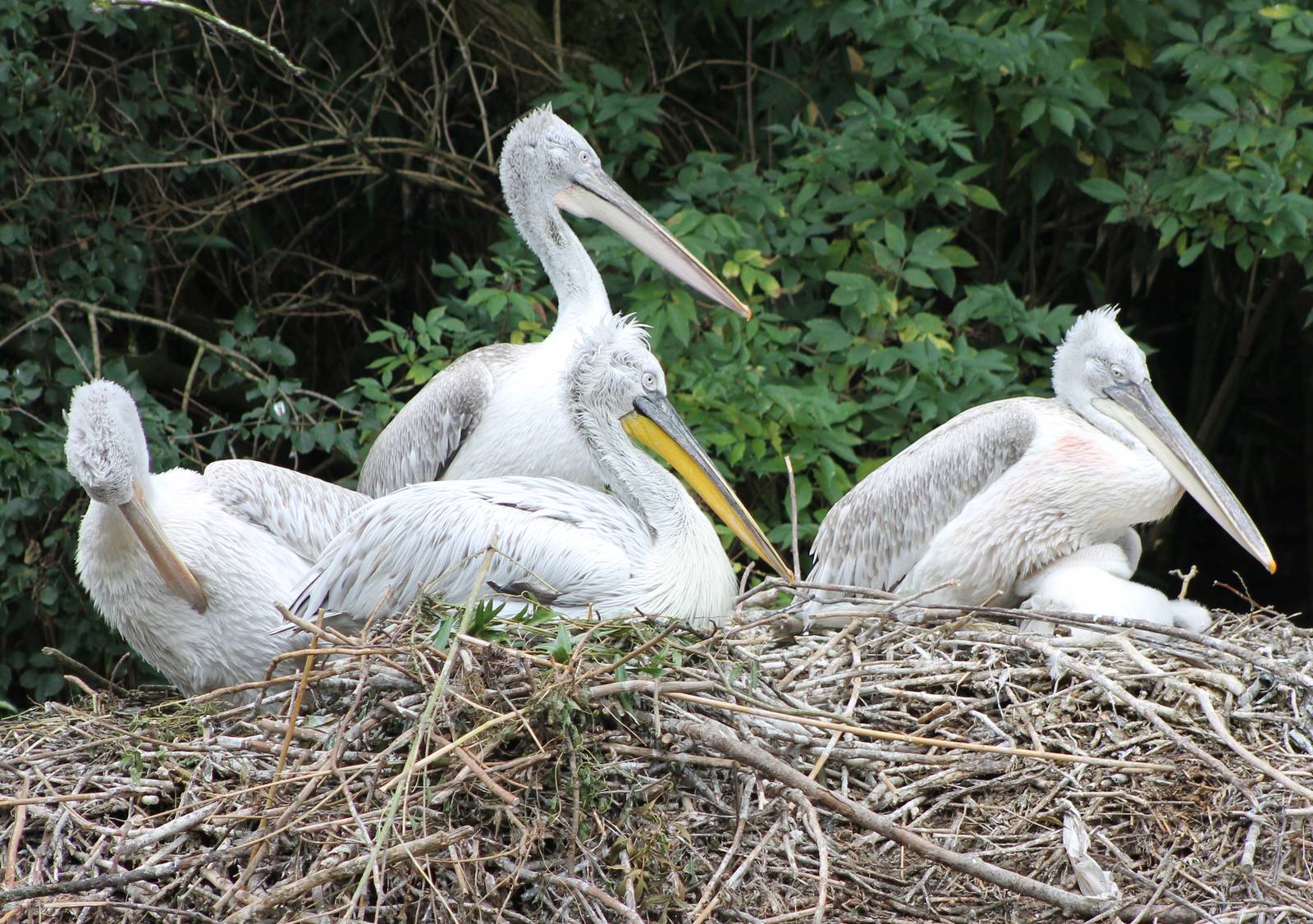 Caspian pelican breeding colony