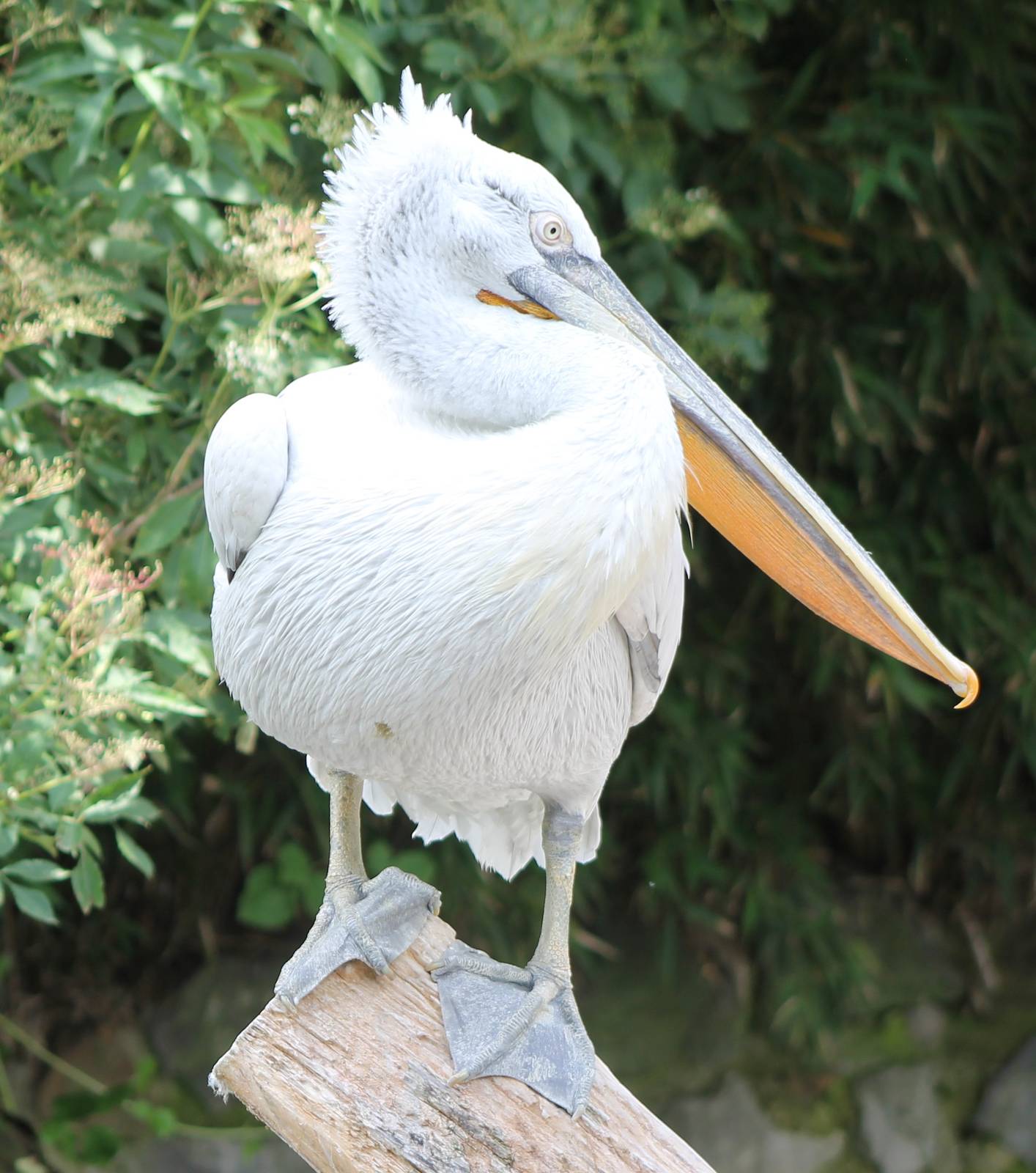 Caspian pelican