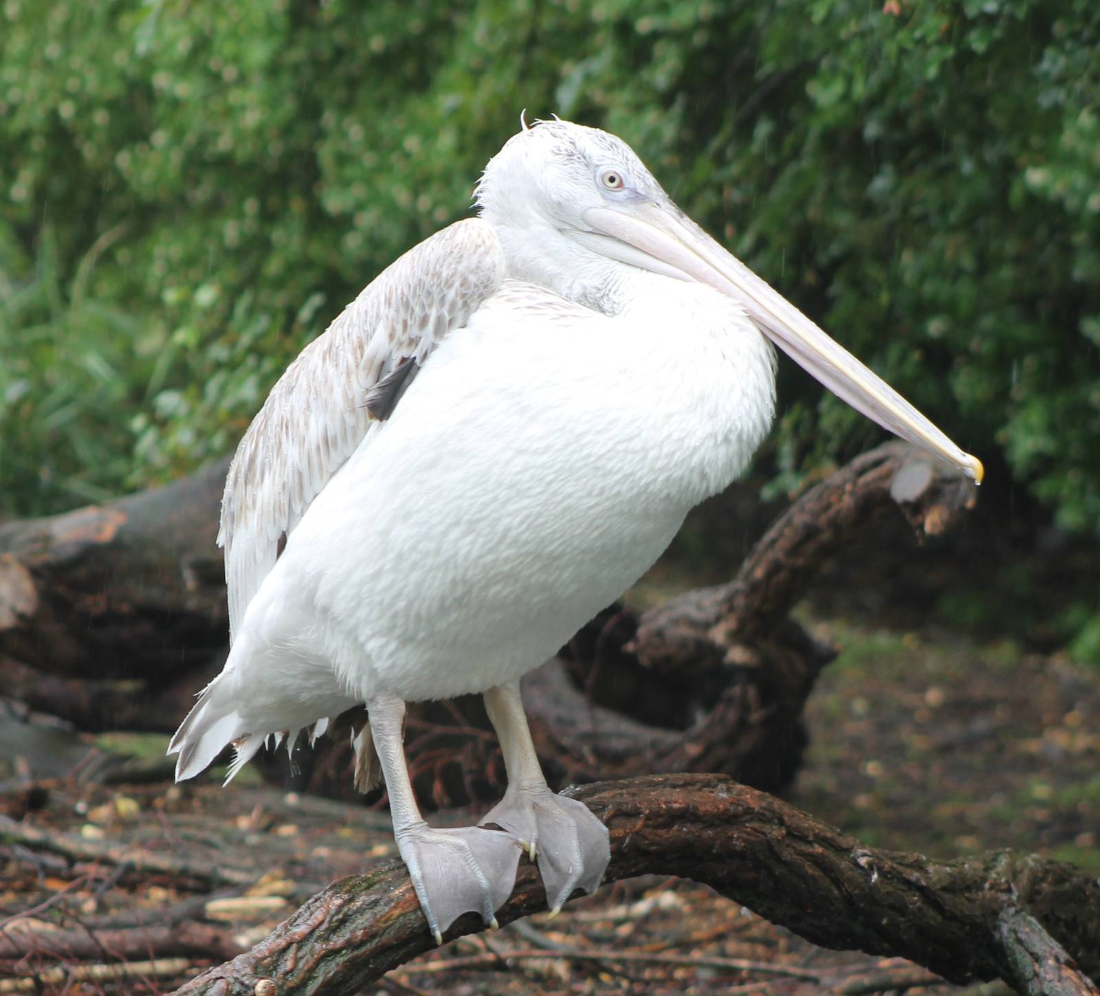 Caspian pelican