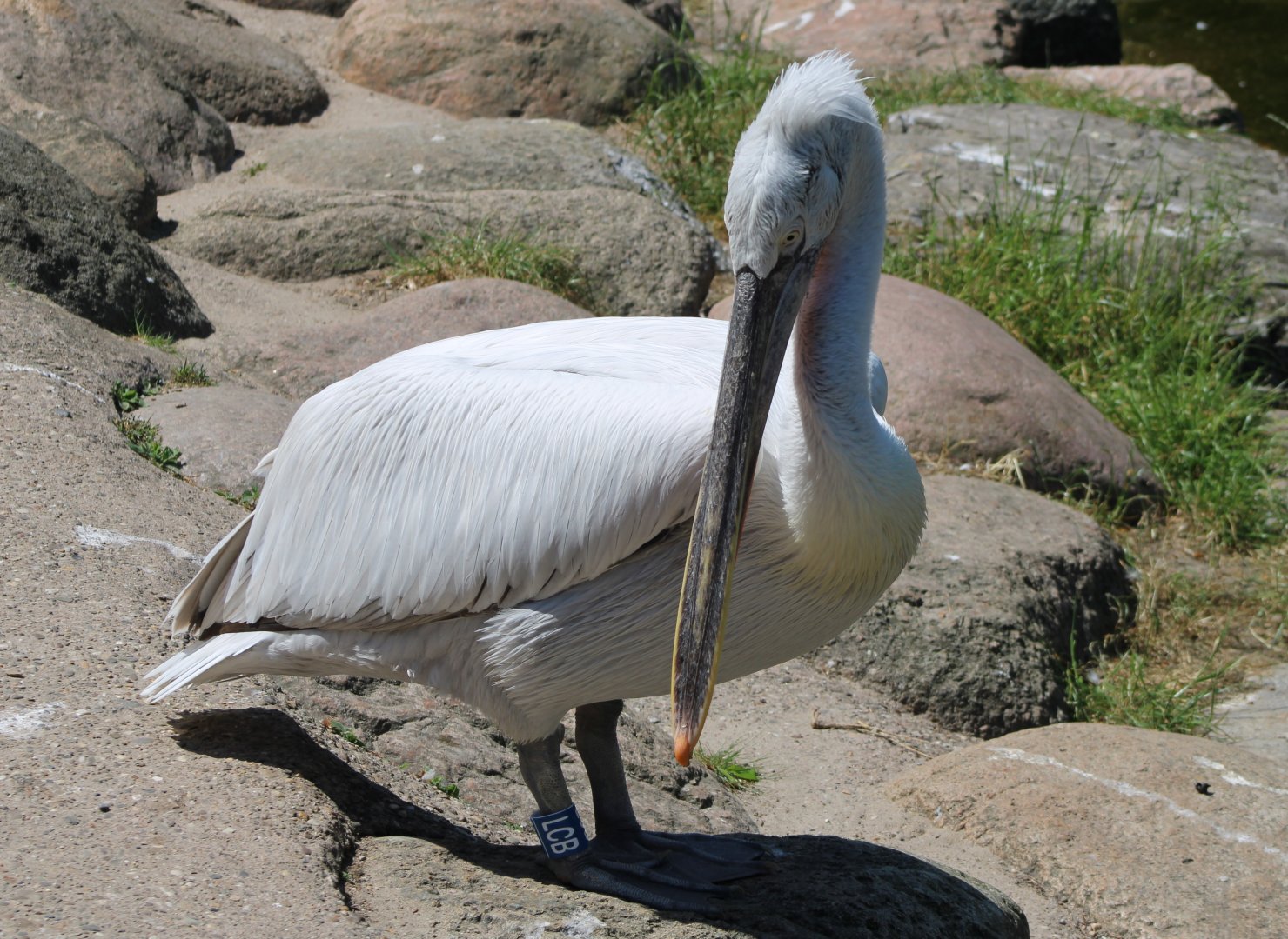 Caspian pelican