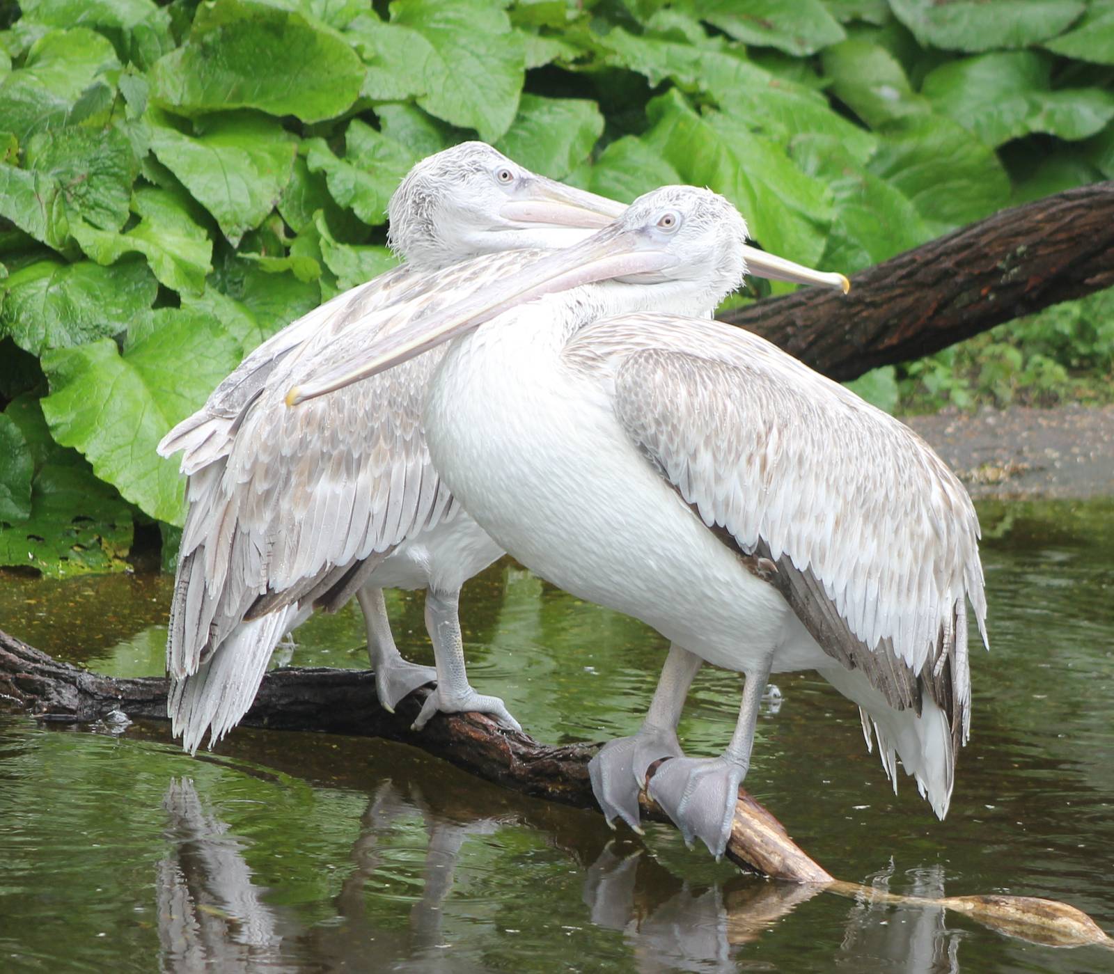 Caspian pelicans